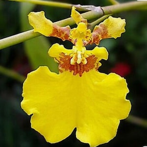 May include: Close-up of a vibrant yellow orchid flower with brown and orange markings. The flower has a large, ruffled lower petal and smaller, textured upper petals. The orchid is in full bloom, showcasing its intricate details.