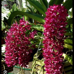 Orchid Rhynchostylis gigantea ‘Red’