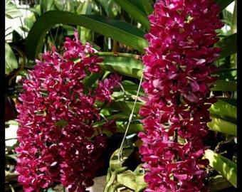 Orchid Rhynchostylis gigantea ‘Red’