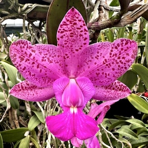 May include: Close-up of a vibrant pink orchid flower with dark red speckles on the petals. The orchid has a prominent lip and is surrounded by green leaves and stems. The flower is in full bloom.