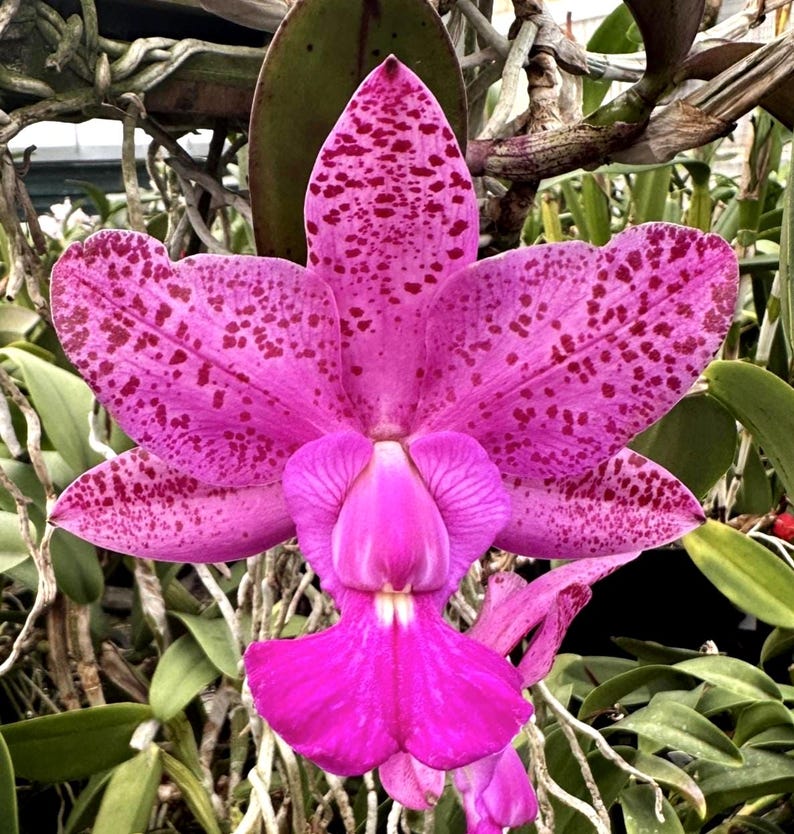 May include: Close-up of a vibrant pink orchid flower with dark red speckles on the petals. The orchid has a prominent lip and is surrounded by green leaves and stems. The flower is in full bloom.