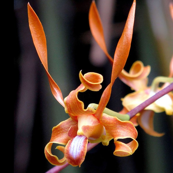 Dendrobium tangerinum   species orchid