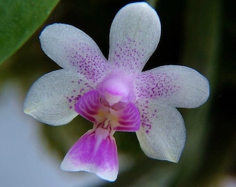 Orchid Kingidium deliciosum