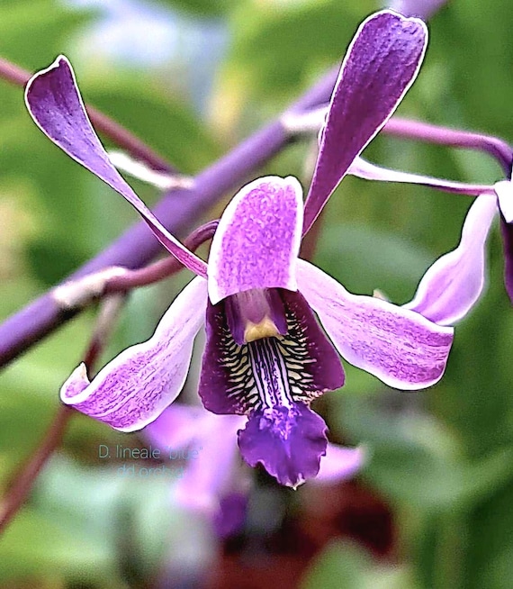 Dendrobium lineale blue   species antelope orchid  (seedlings in 2" pots)  limited supply