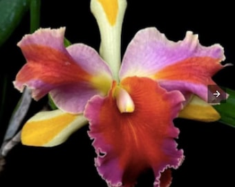 Rlc. Thailand Orchid Seedling, Fragrant Ruffled Blooms