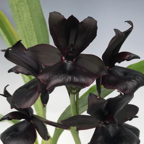 Black Orchid Monnierara Millennium Magic 'Brujería'