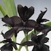 see more listings in the Black orchid section