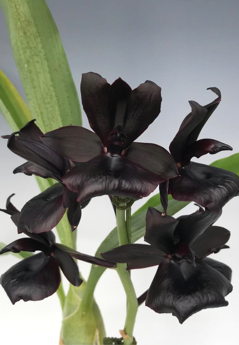 Black Orchid Monnierara Millennium Magic Witchcraft image 1