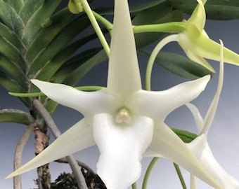 Angraecum sesquipedale   Darwin Orchid
