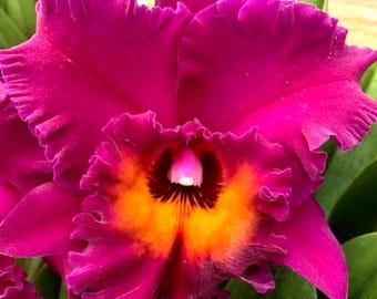 Rlc. Hawaiian Ruby "Paradise'   Fragrant orchid  5" pot