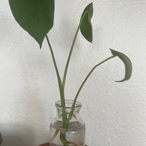 Monstera cutting