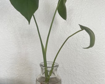 Monstera Egregia - Etsy