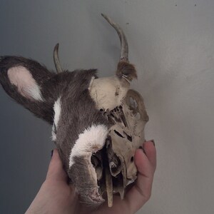 life death Deer