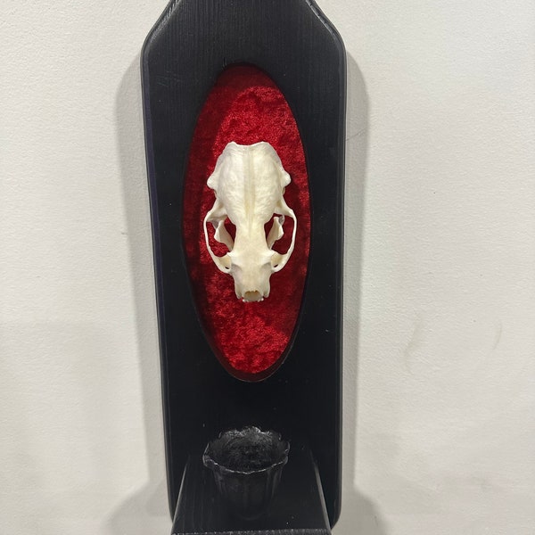 Cráneo de visón real sobre fondo de terciopelo rojo triturado con portavelas vintage