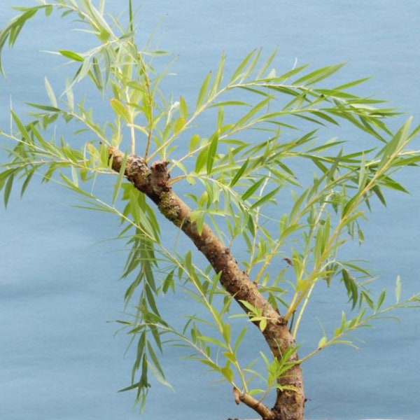 Weeping Willow Bonsai Etsy