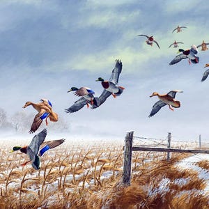 Framed canvas fine art print giclee or poster. maass mallard. wood ducks marsh birds. country western. wildlife. impressive quality