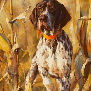 May include: A brown and white German Shorthaired Pointer dog stands in a field of tall, dried corn stalks. The dog is wearing an orange collar and has a serious expression on its face.