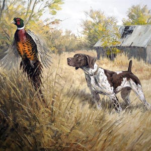 May include: A brown and white German Shorthaired Pointer dog stands in a field of tall grass, pointing its nose at a pheasant with a bright orange and brown plumage. The pheasant is standing in the grass, with its wings spread out. A weathered wooden barn is in the background.