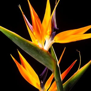 May include: Two vibrant orange bird of paradise flowers with purple accents against a black background.
