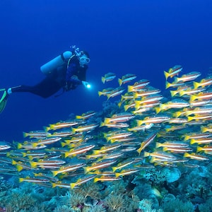 May include: An underwater scene featuring a scuba diver with a light, swimming near a school of yellow and silver fish. The fish are clustered together above a coral reef, all set against a deep blue ocean.