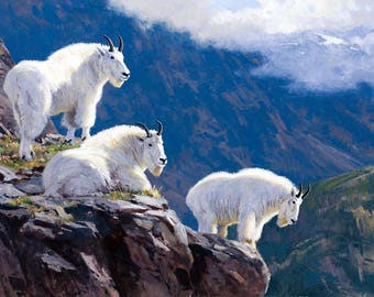 Aluminum HD Modern Metal wall decor art print. Goat Ledge mountain wildlife