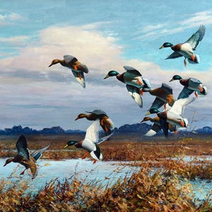 Framed canvas art print giclee or poster. Mallards, wild ducks in Marsh Nature wildlife impressive quality. ready to hang.