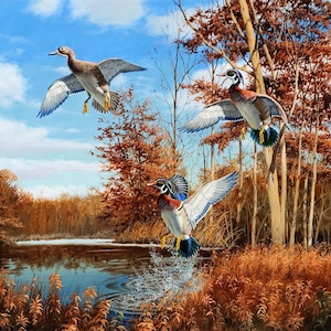 Framed canvas fine art print giclee or poster. Maass Secluded Sanctuary Wood Ducks. wildlife. marsh, Nature. country western.