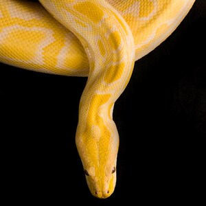 May include: A close-up of a yellow snake with white markings against a black background. The snake's scales are visible, and its head is in the lower center of the frame. The snake is coiled, with its body forming a curved shape.