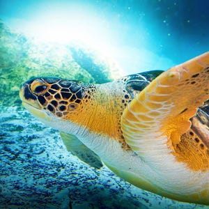 May include: Underwater image of a sea turtle. The turtle has a patterned head with yellow and black markings. Its flippers are a vibrant yellow-orange color. The background is a blue ocean with hints of green and sunlight.