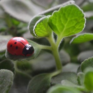 May include: A red and black ladybug figurine on a green leafy plant.