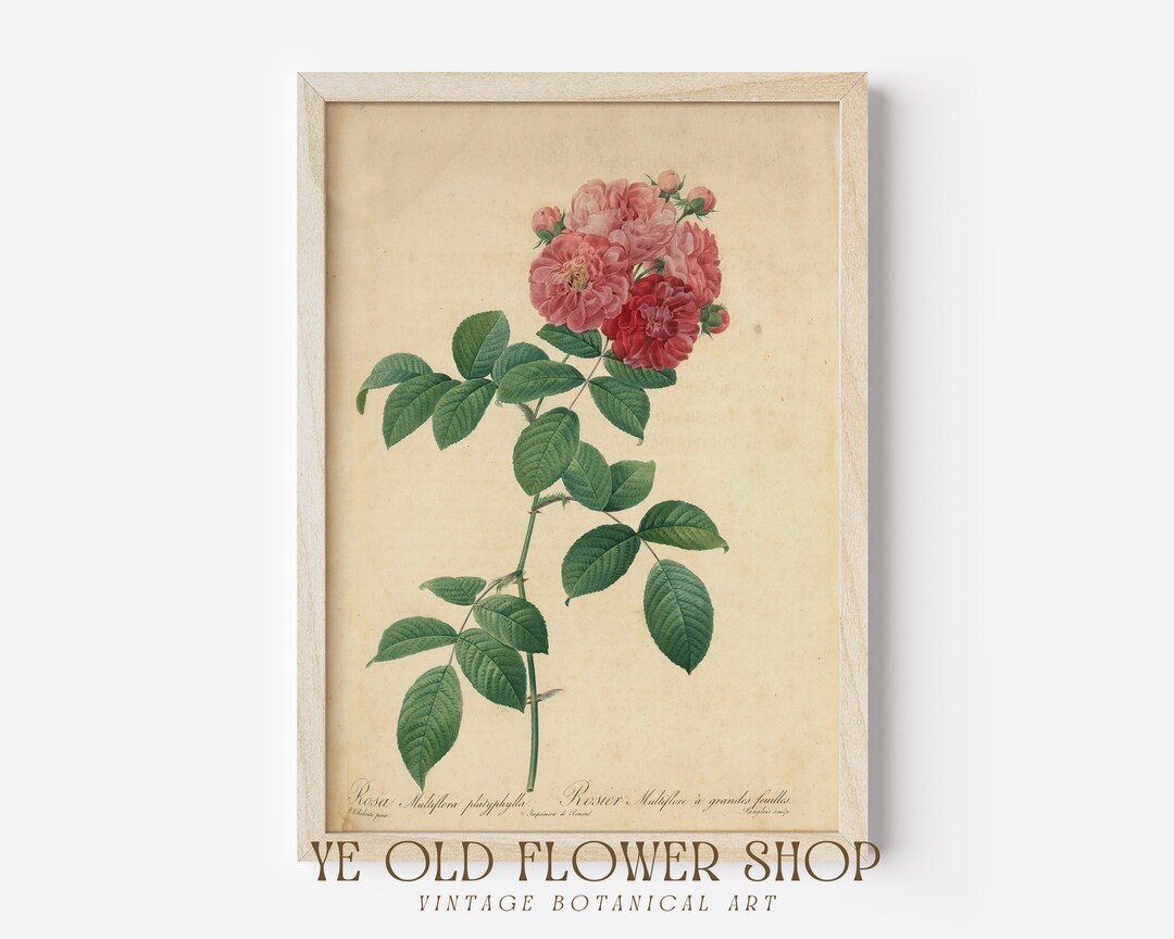 Antique Red Rose Printable, Vintage Red Rose Print, Printable Antique ...