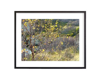 May include: A close-up of a tree with yellow leaves in the foreground, with a blurred background of a hillside with more trees and shrubs.