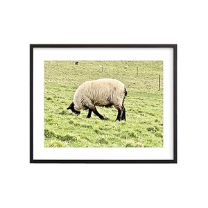 Irish Sheep, Ireland Digital Download, Wall Art, Photography