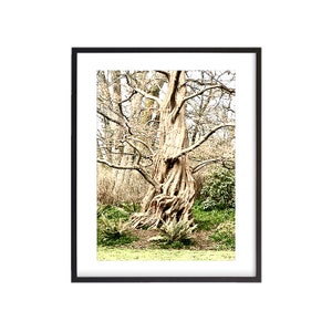 Gnarly Tree bij Beacon Hill Park in Victoria, BC. Digitale download, Muurkunst, Fotografie
