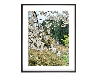 May include: A close-up of a white cherry blossom tree branch with delicate white flowers in bloom. The tree is in a garden setting with green foliage in the background.