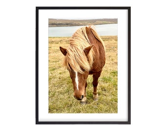 Icelandic Horse, Iceland,  Digital Download, Wall Art, Photography