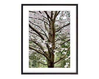May include: A framed photograph of a tree in full bloom. The tree's trunk and branches are visible, with delicate white and pink blossoms. The black frame adds a modern touch to the natural scene.