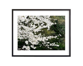 May include: A close-up of a white cherry blossom tree in full bloom against a backdrop of lush green foliage.