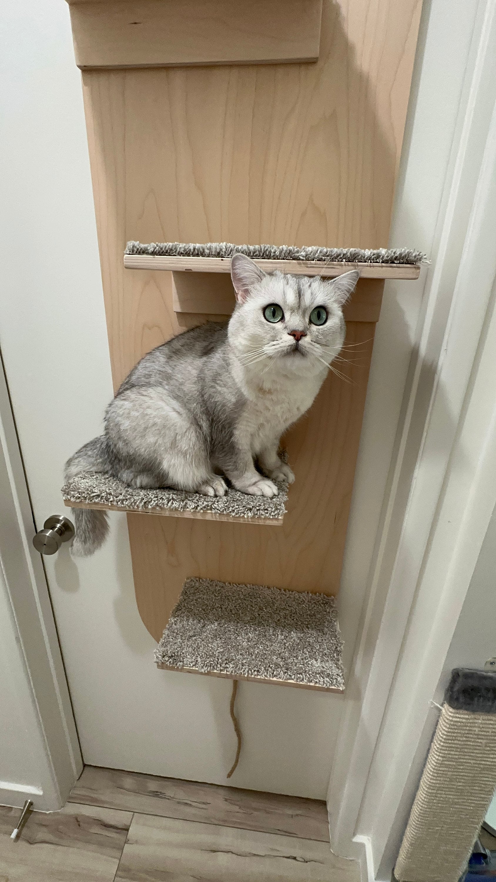 Cat tree door hanger hotsell