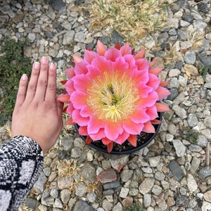 RARE the real flying saucer cactus LARGE flower trichocereus hybrid