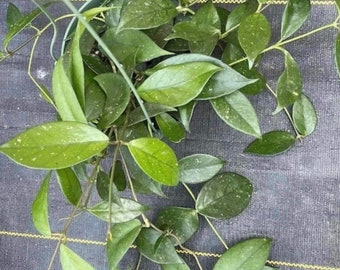 Veiny leaves  Hoya fungii x royal hawaiian purple 6” basket