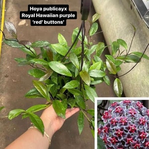 Hoya publicayx royal Hawaiian purple red buttons