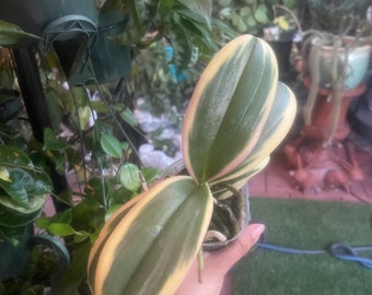 HARD TO FIND variegated phalaenopsis