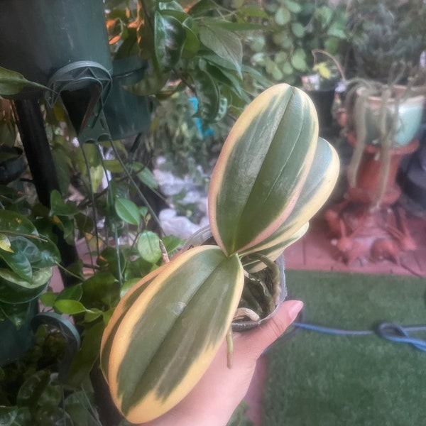 HARD TO FIND variegated phalaenopsis