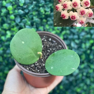 Hoya Obovota rooted cutting