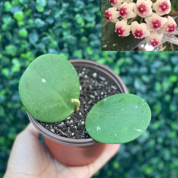 Hoya Obovota rooted cutting