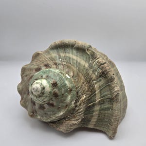 May include: A large, textured seashell with a spiral shape. The shell features a mix of green, brown, and white hues. The surface has a ridged pattern, and the overall form is rounded and organic. The shell is a natural, decorative item.
