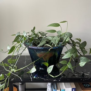 Può includere: Una pianta verde con foglie e lunghi viticci pendenti che crescono in un vaso di vetro blu iridescente su un tavolo di marmo nero.