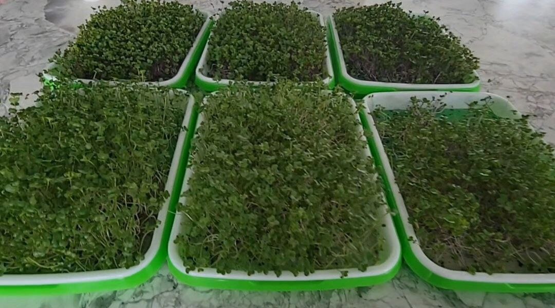 Reusable Microgreen Grow Mats / Reusable Microgreen Grow Medium