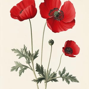 Red Poppy Floral Wall Art Canvas Print Inspired by Historical Botanical ...